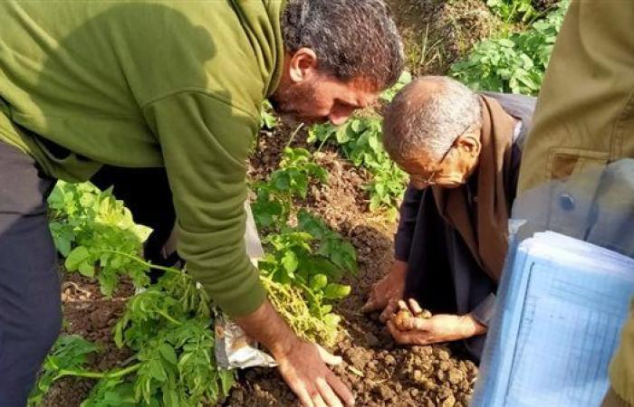 مهندسو "المركزية للبساتين" يتابعون زراعات البطاطس وتقدم الدعم الفني بالغربية