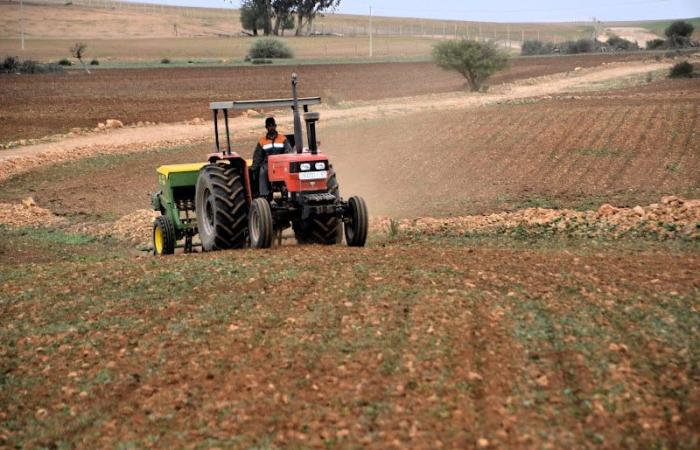 التساقطات المطرية الضعيفة تفاقم "تردد المزارعين" في حقول جهة طنجة