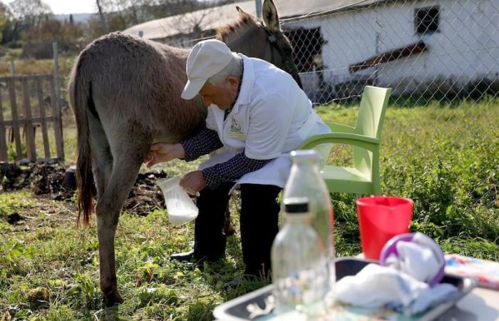 منتجات حليب الحمير تكسب المزيد من الشعبية في ألبانيا