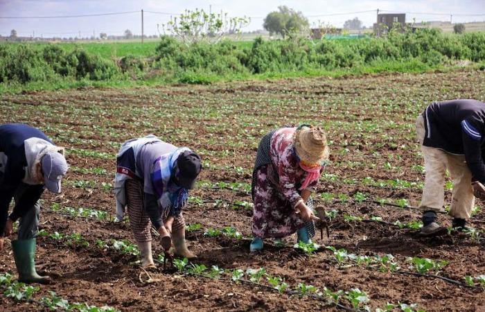 الزراعة المغربية و"الإجهاد المائي" .. قيود قانونية تمنع التعديل الجيني